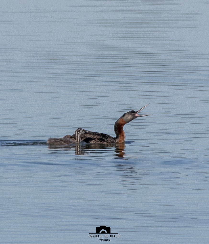 Great Grebe - ML635574210