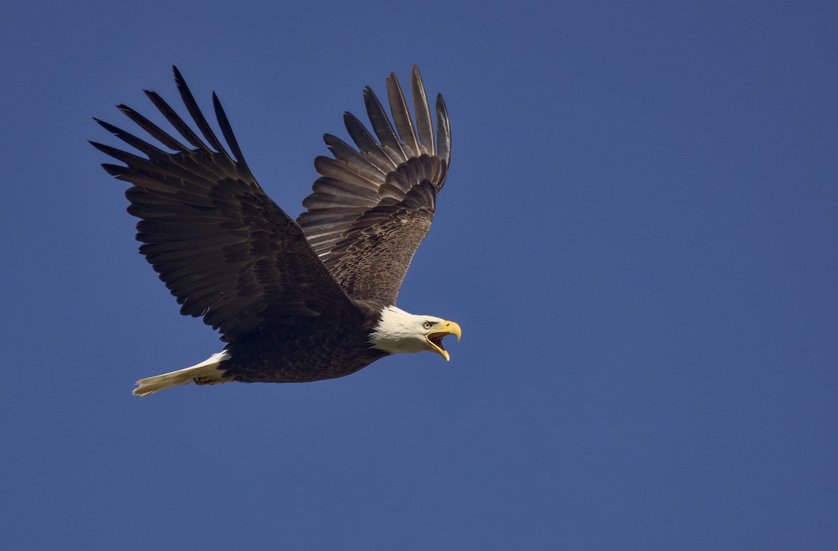 Bald Eagle - ML635574225