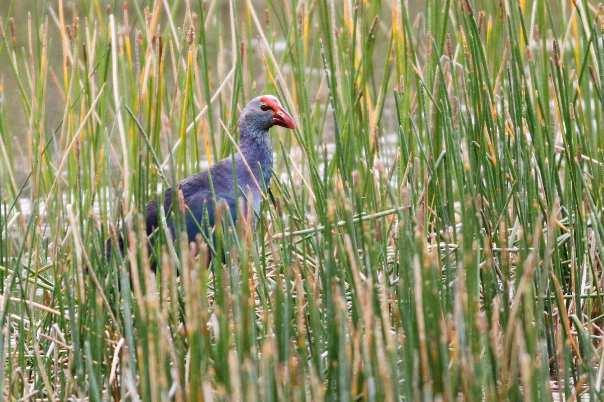 Gray-headed Swamphen - ML635574227