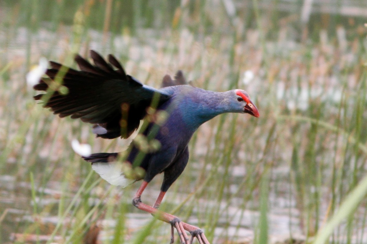 Gray-headed Swamphen - ML635574228