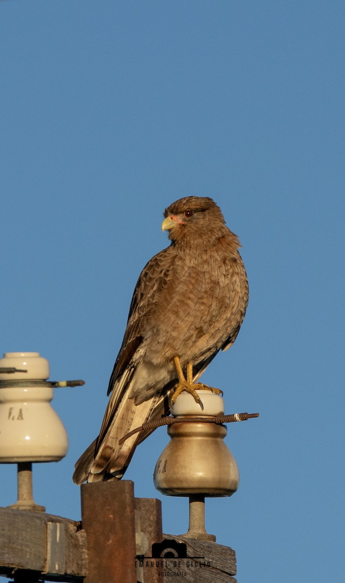 Chimango Caracara - ML635574236