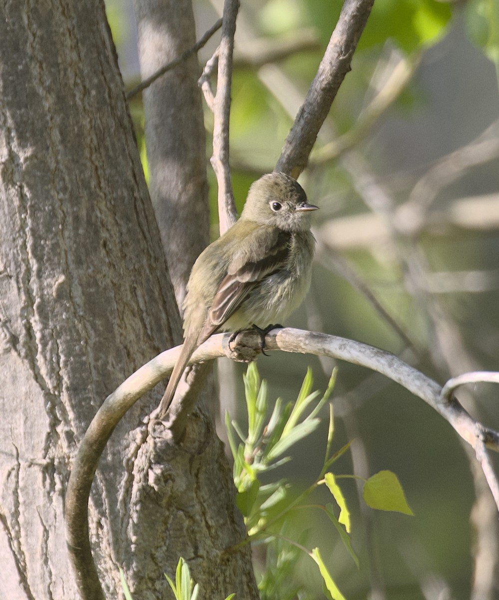 Least Flycatcher - ML635574284