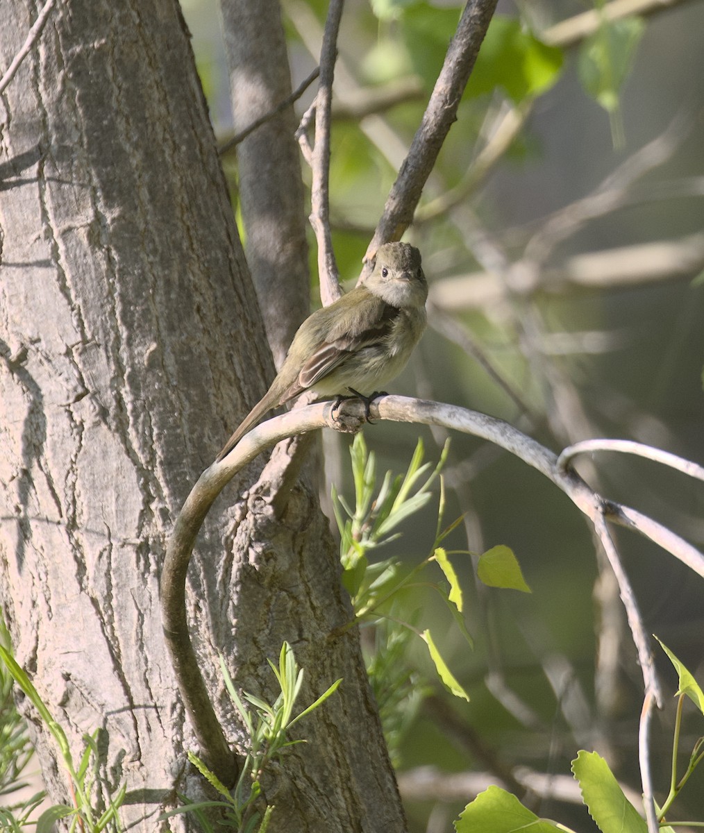 Least Flycatcher - ML635574285