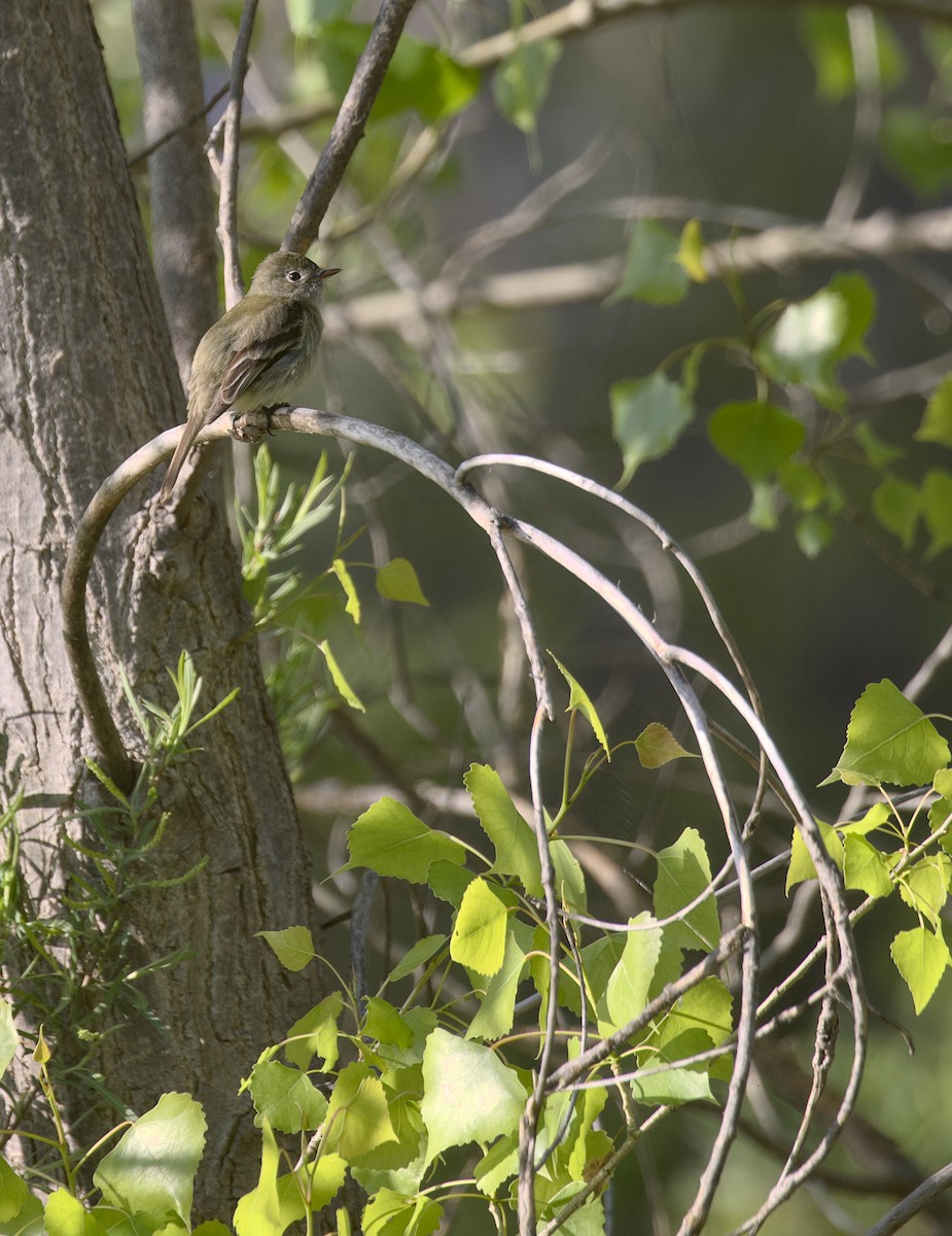 Least Flycatcher - ML635574286