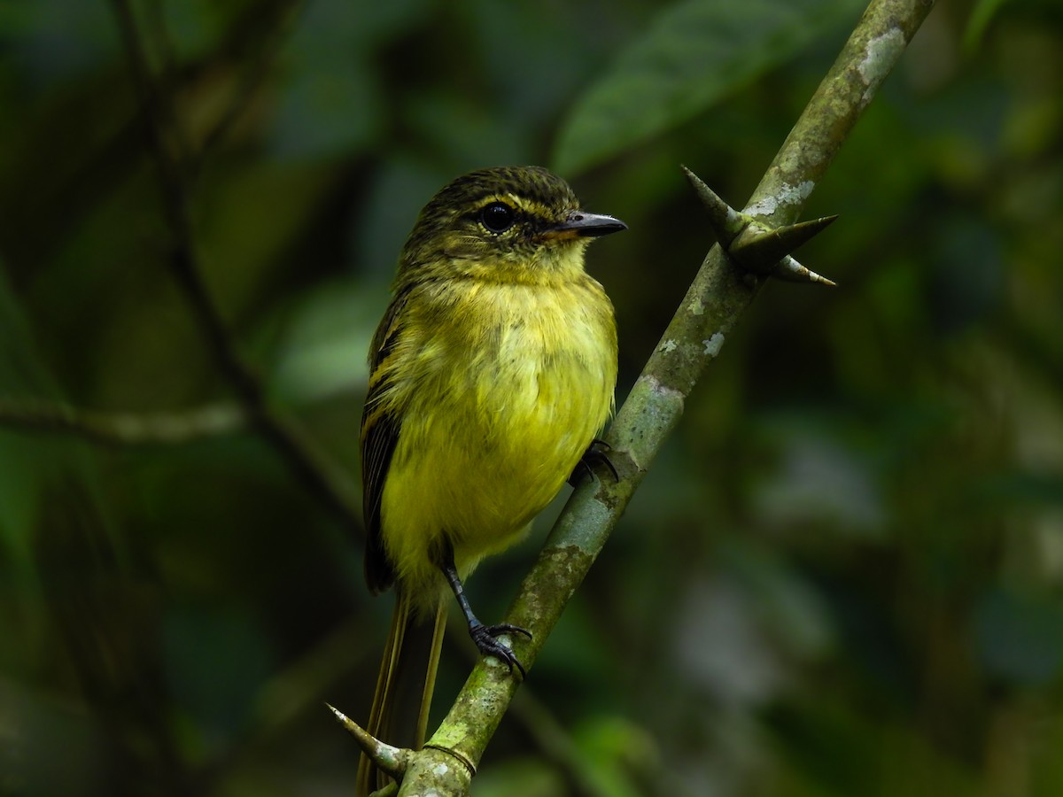 Тиран-плоскодзьоб малий - ML635574315