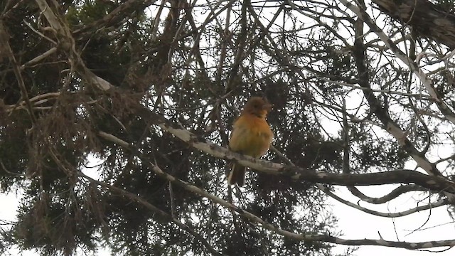 Summer Tanager - ML635574334