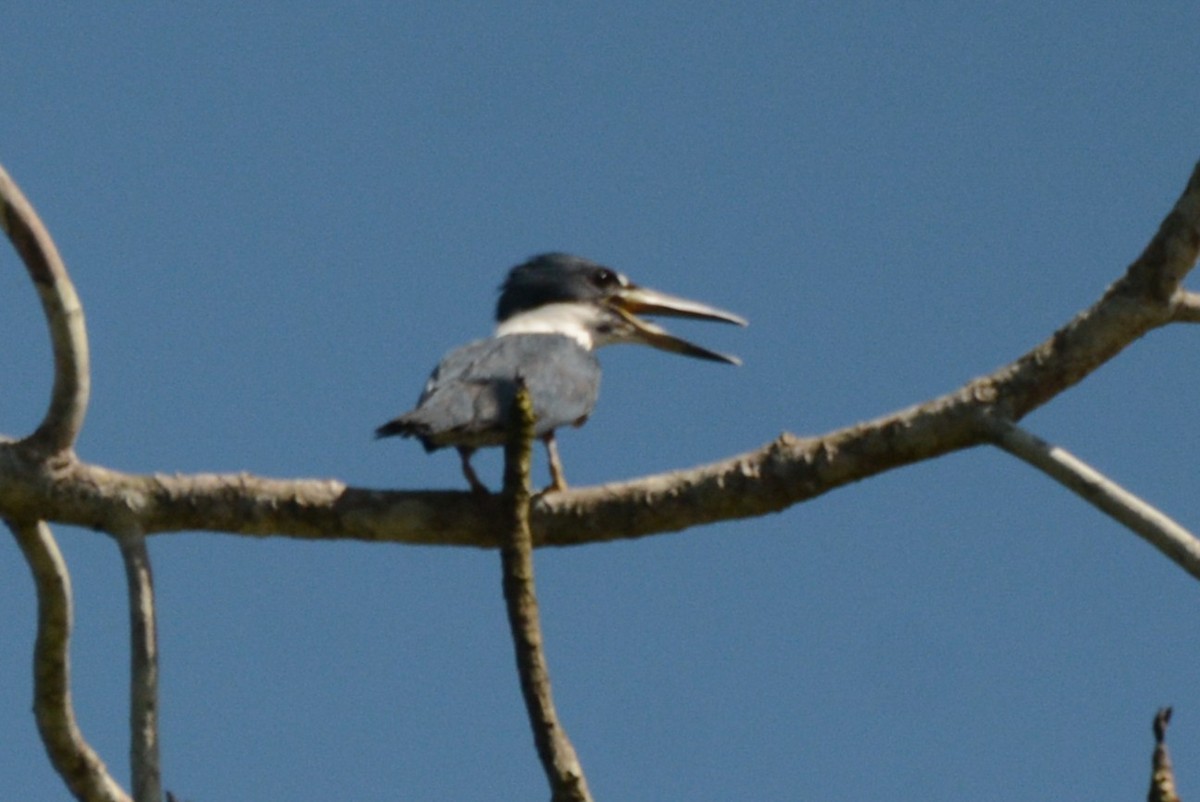 Rotbrustfischer - ML635574354