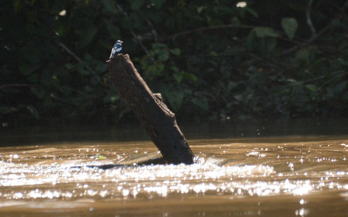 White-winged Swallow - ML635574391
