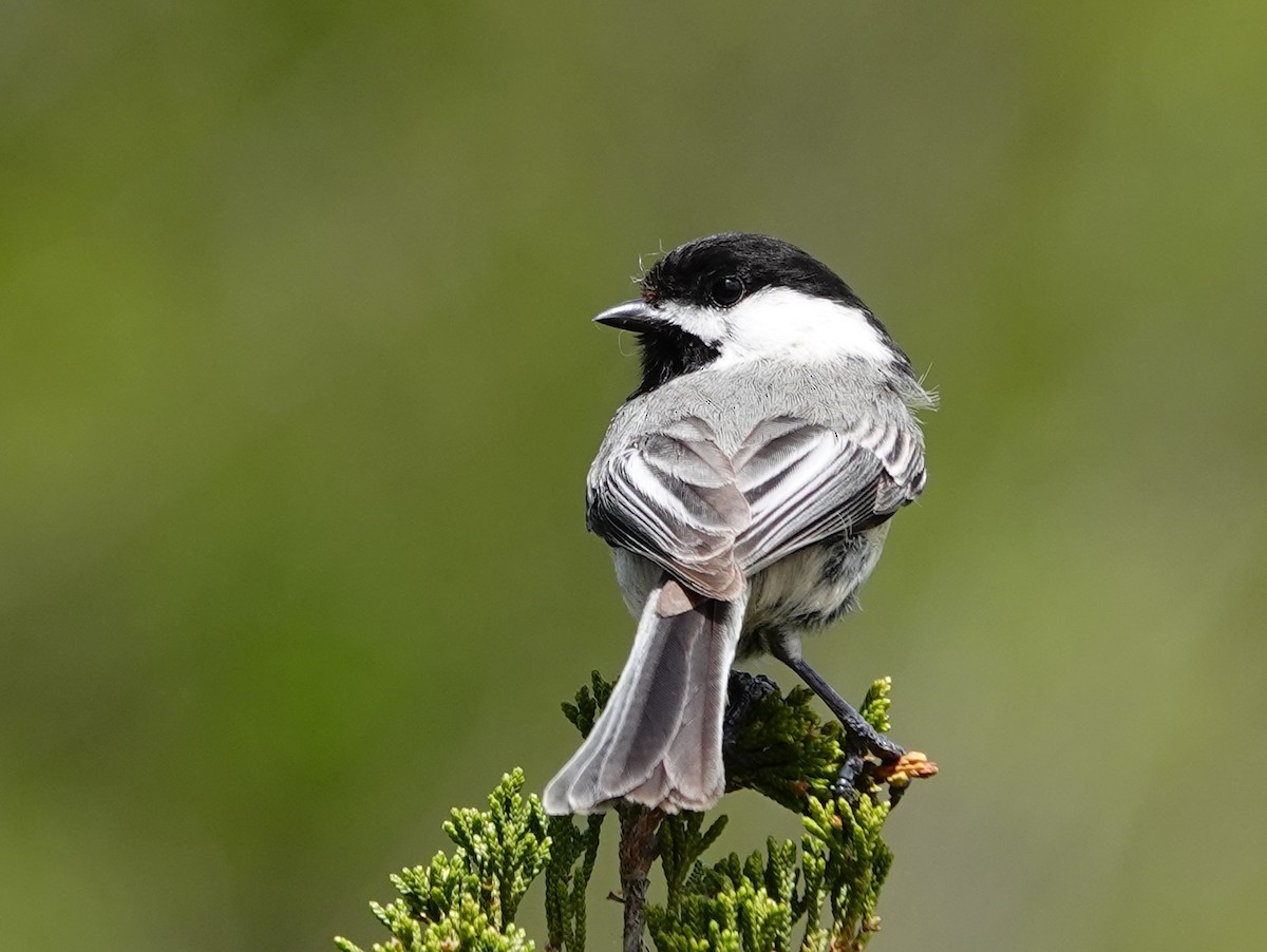 Black-capped Chickadee - ML635574468