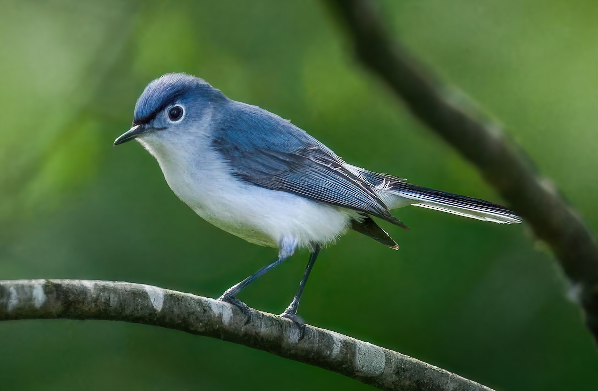 Blue-gray Gnatcatcher - ML635574494
