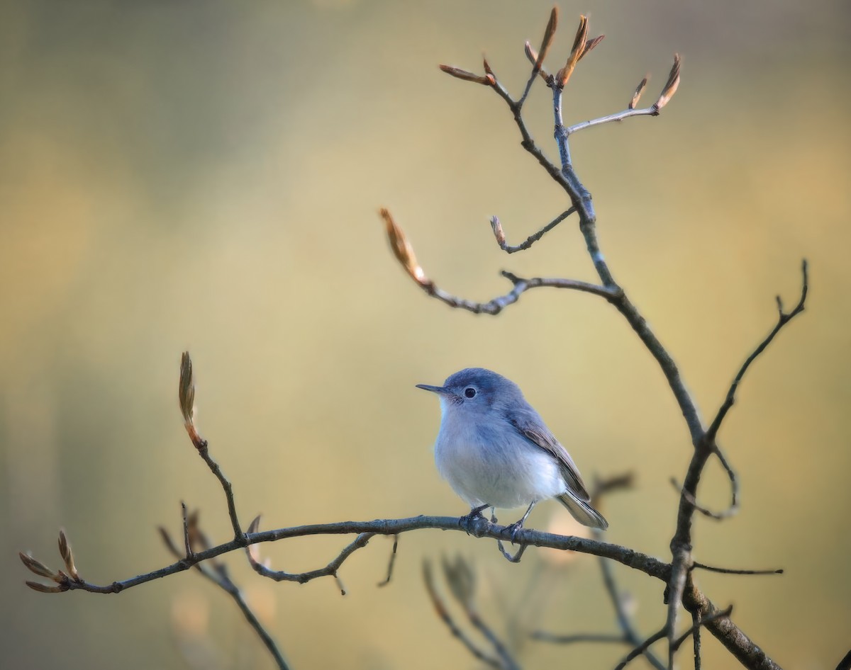 Blue-gray Gnatcatcher - ML635574495