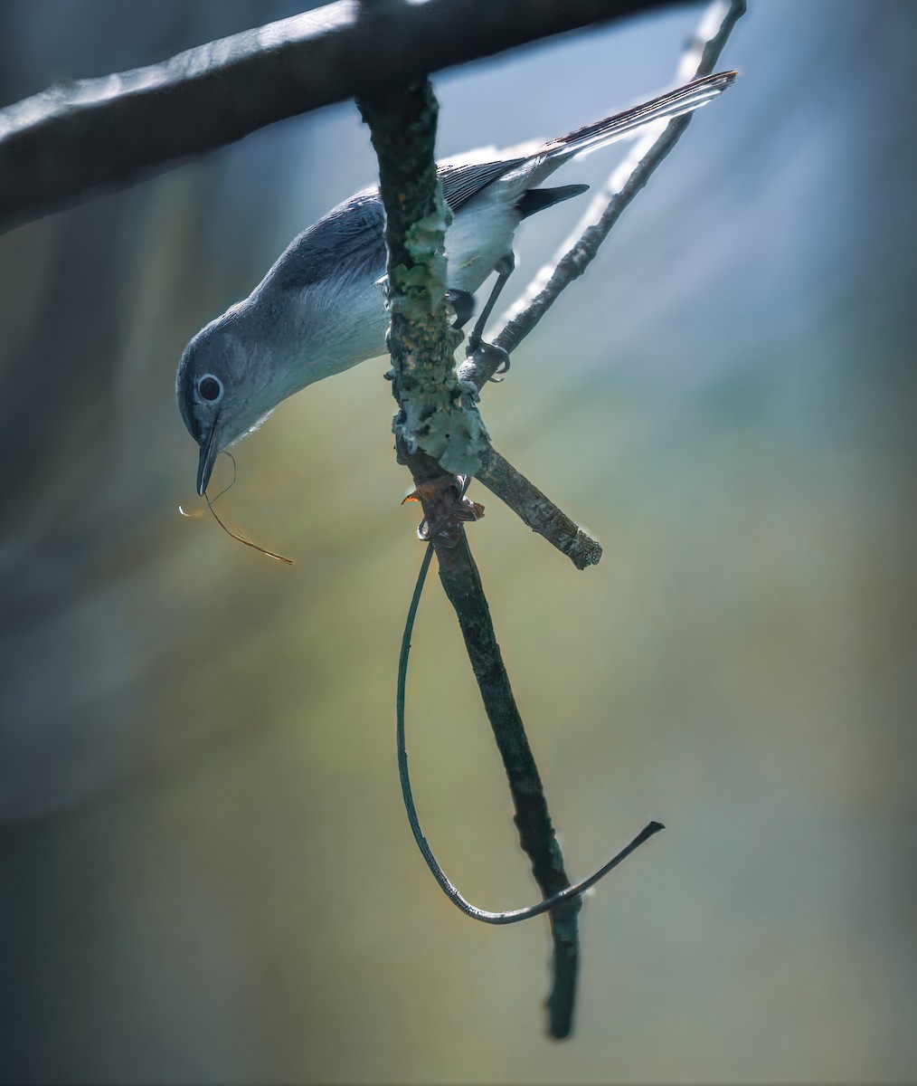 Blue-gray Gnatcatcher - ML635574496