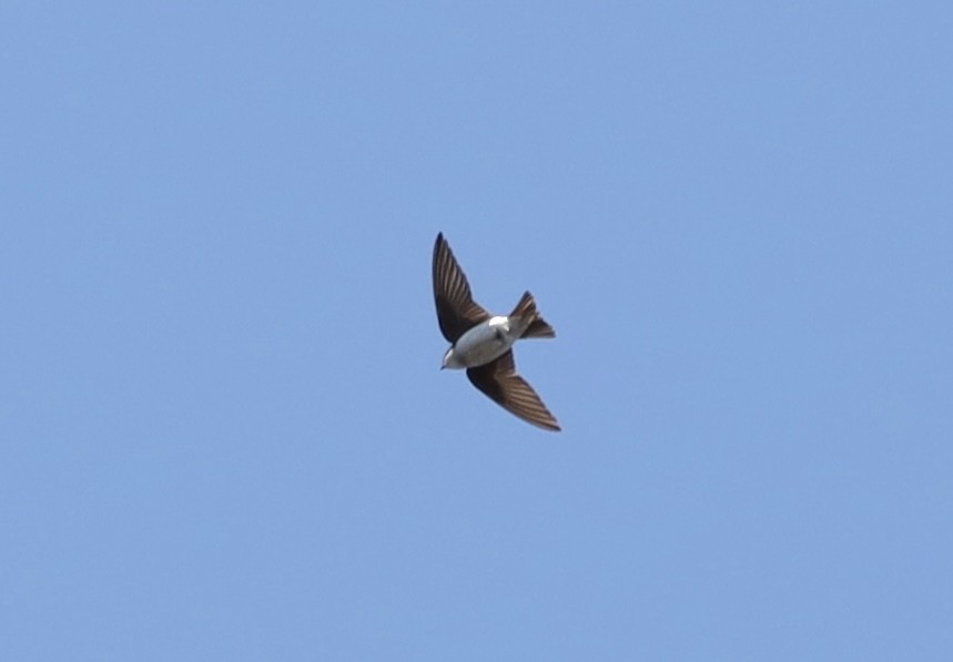 Tree Swallow - ML635574512