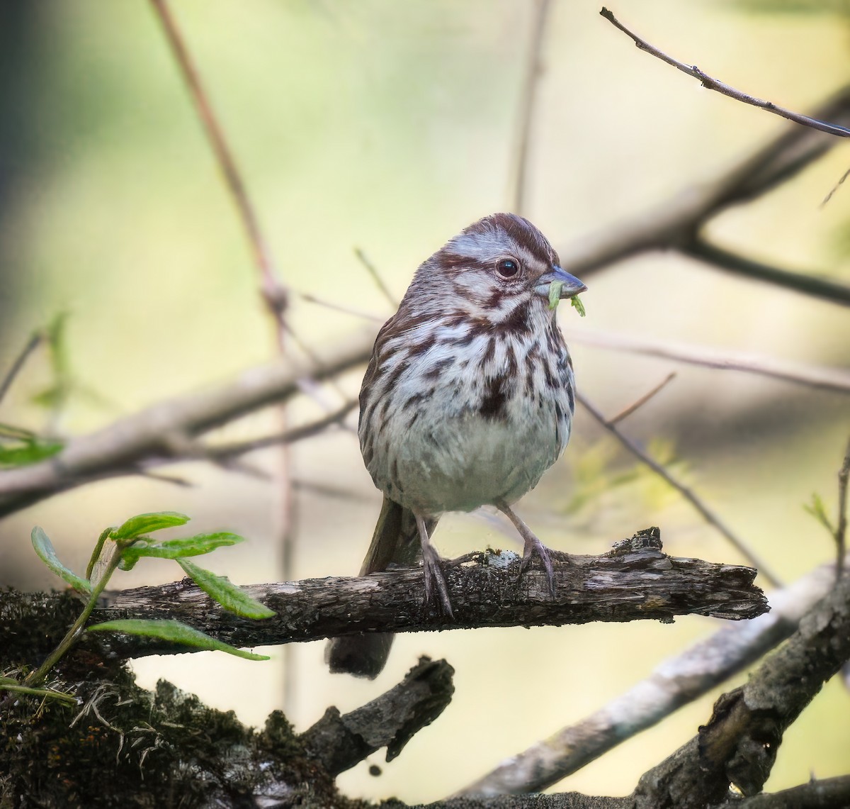 Song Sparrow - ML635574530