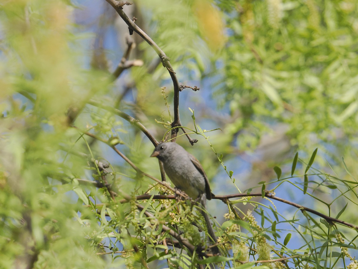 Black-chinned Sparrow - ML635574612