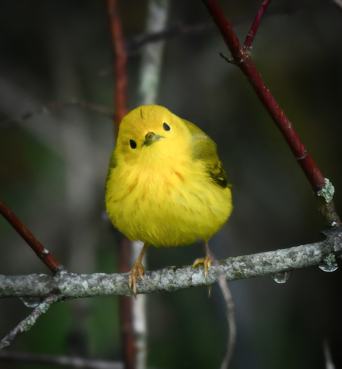 Yellow Warbler - ML635574619