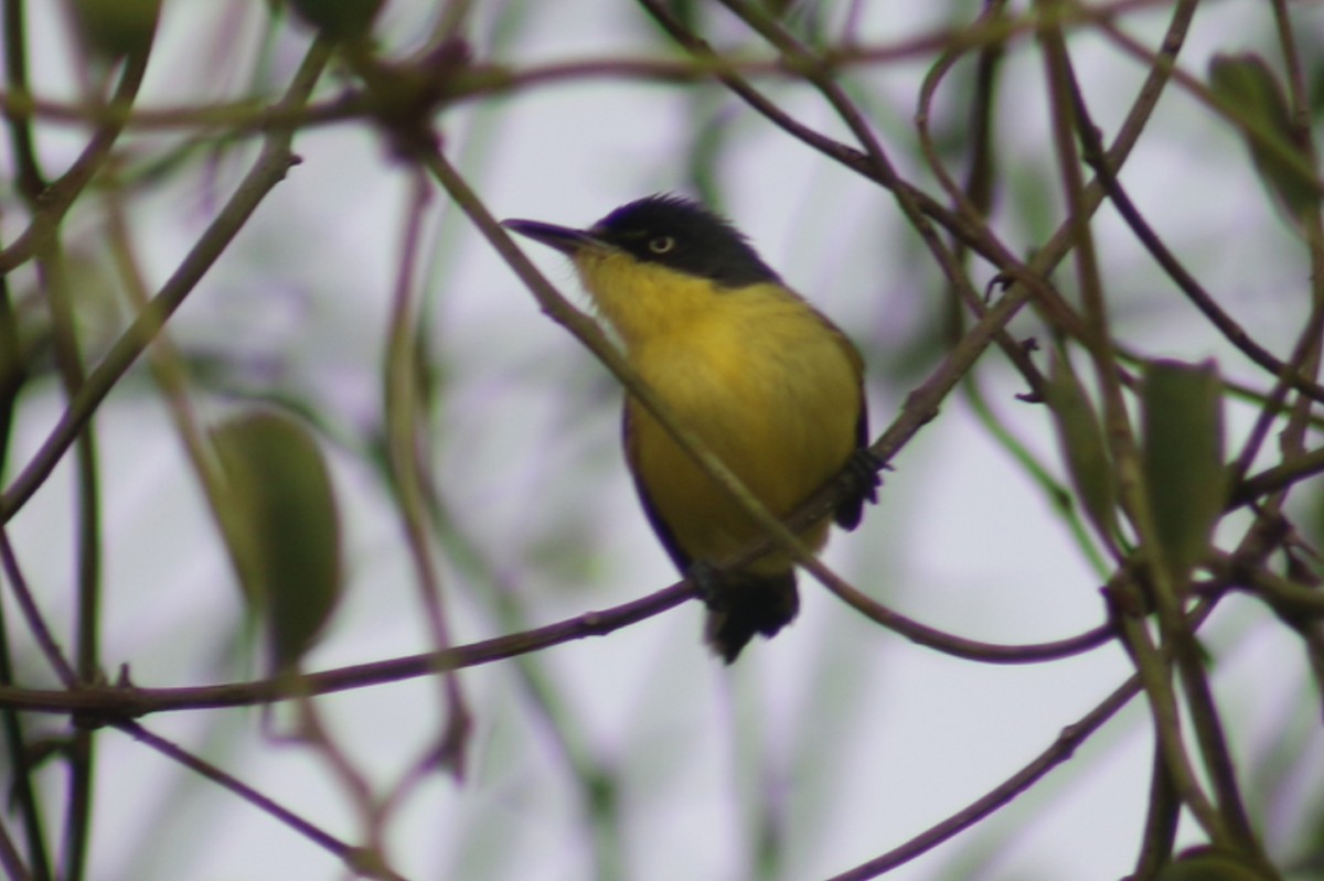 Common Tody-Flycatcher - ML635574629