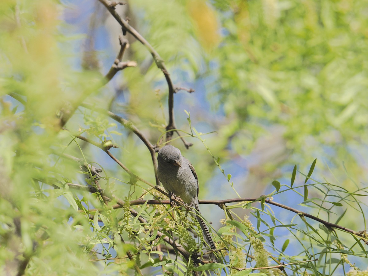 Black-chinned Sparrow - ML635574637