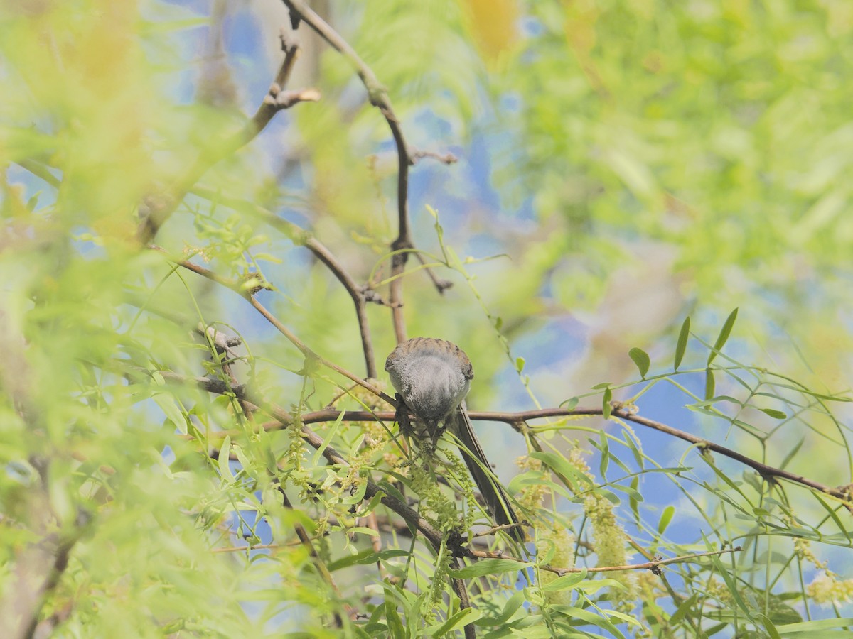 Black-chinned Sparrow - ML635574658