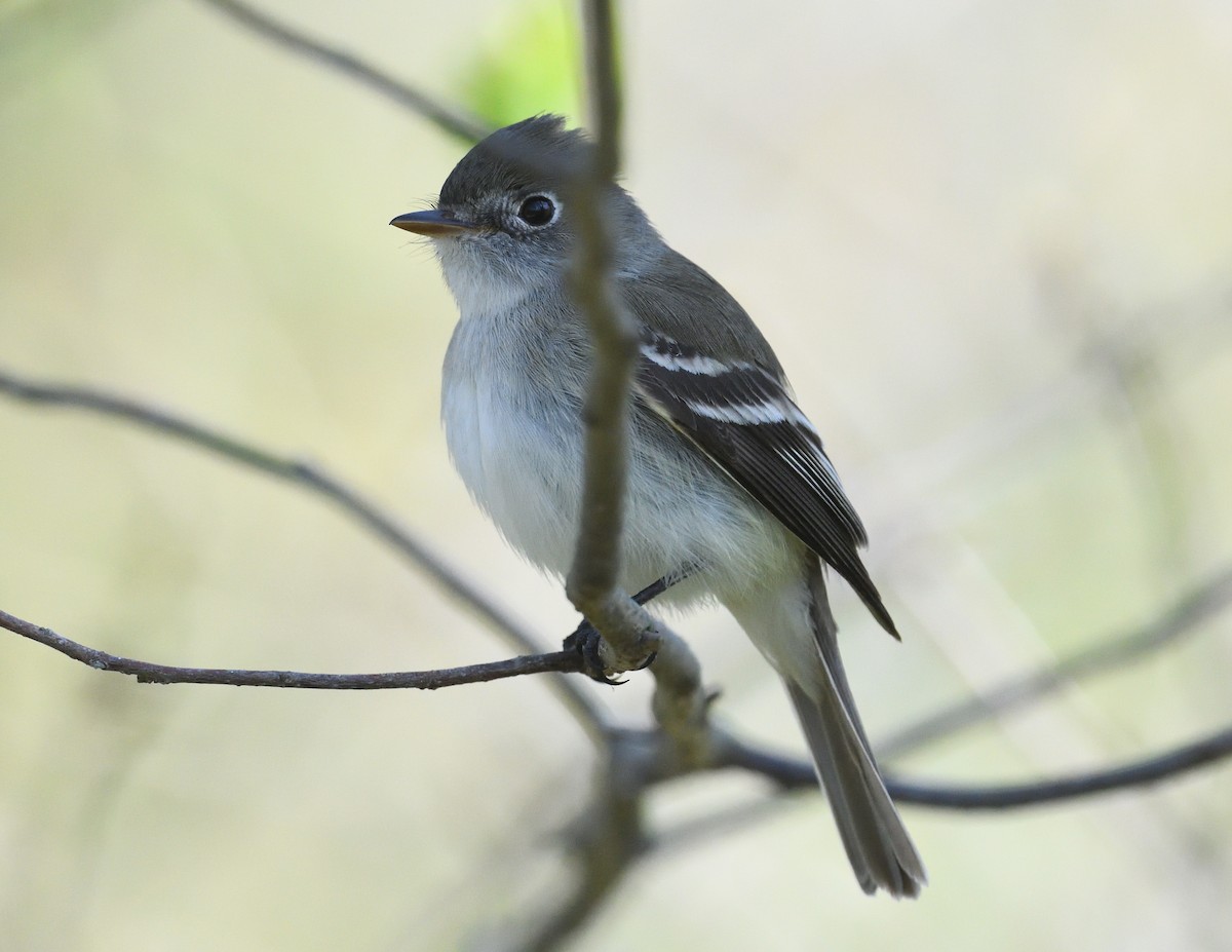 Least Flycatcher - ML635574689