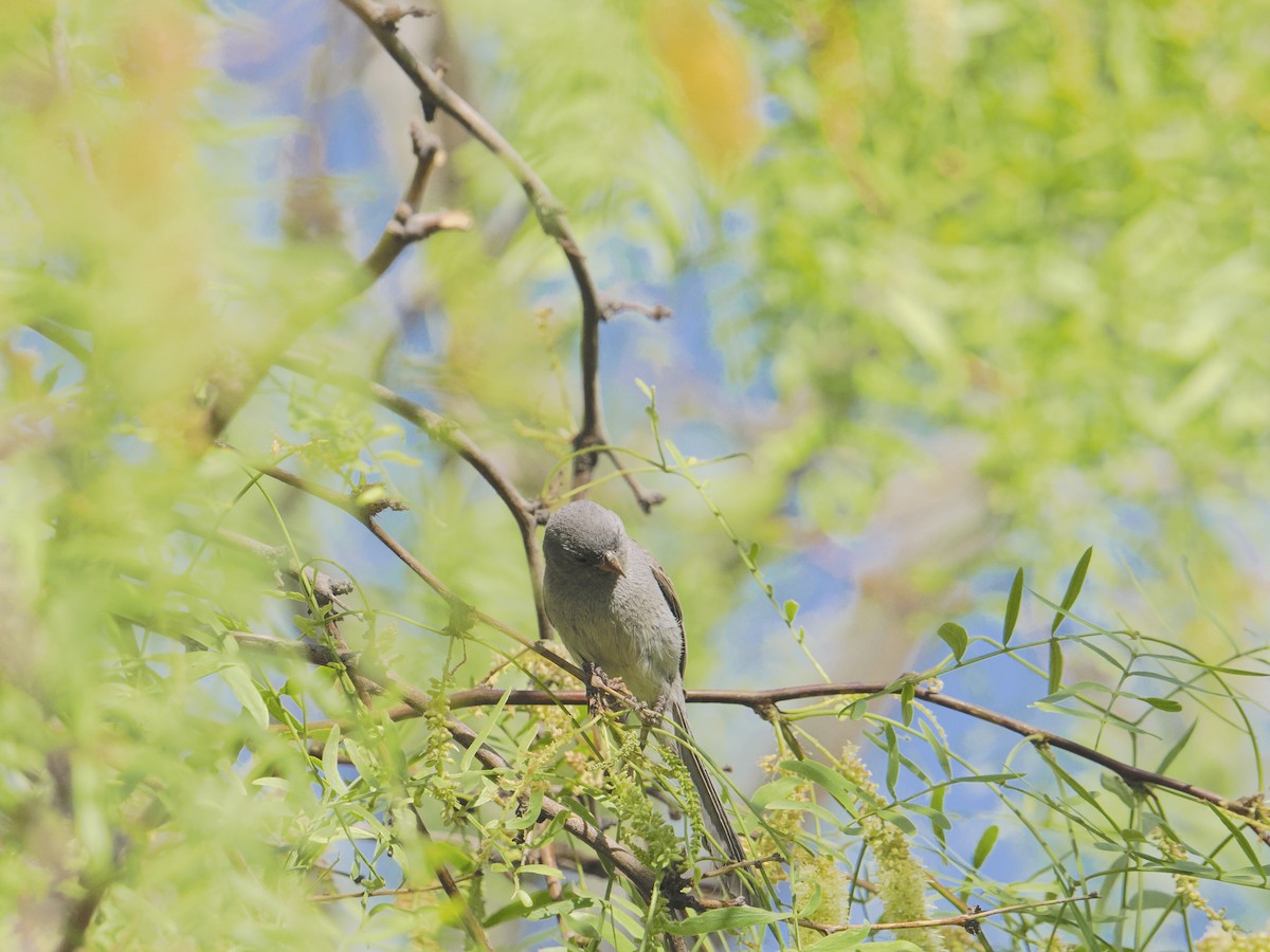 Black-chinned Sparrow - ML635574712