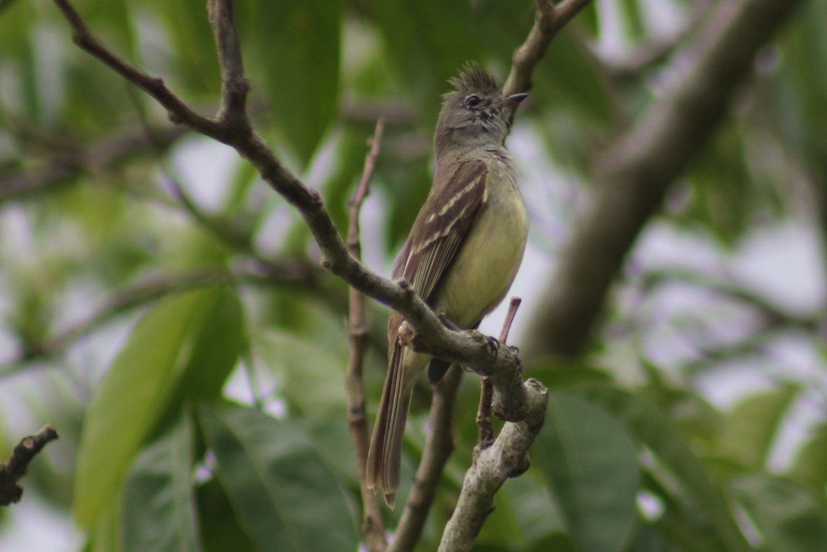 Greenish Elaenia - ML635574765