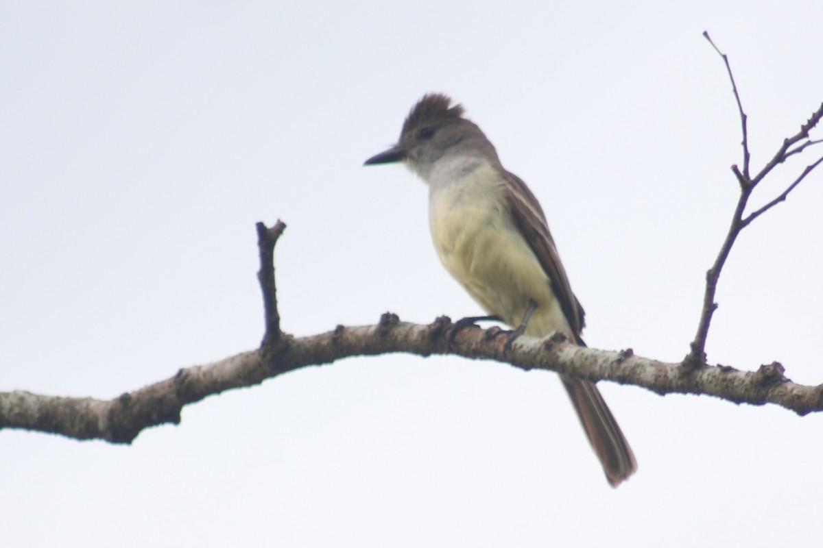 Great Crested Flycatcher - ML635574807