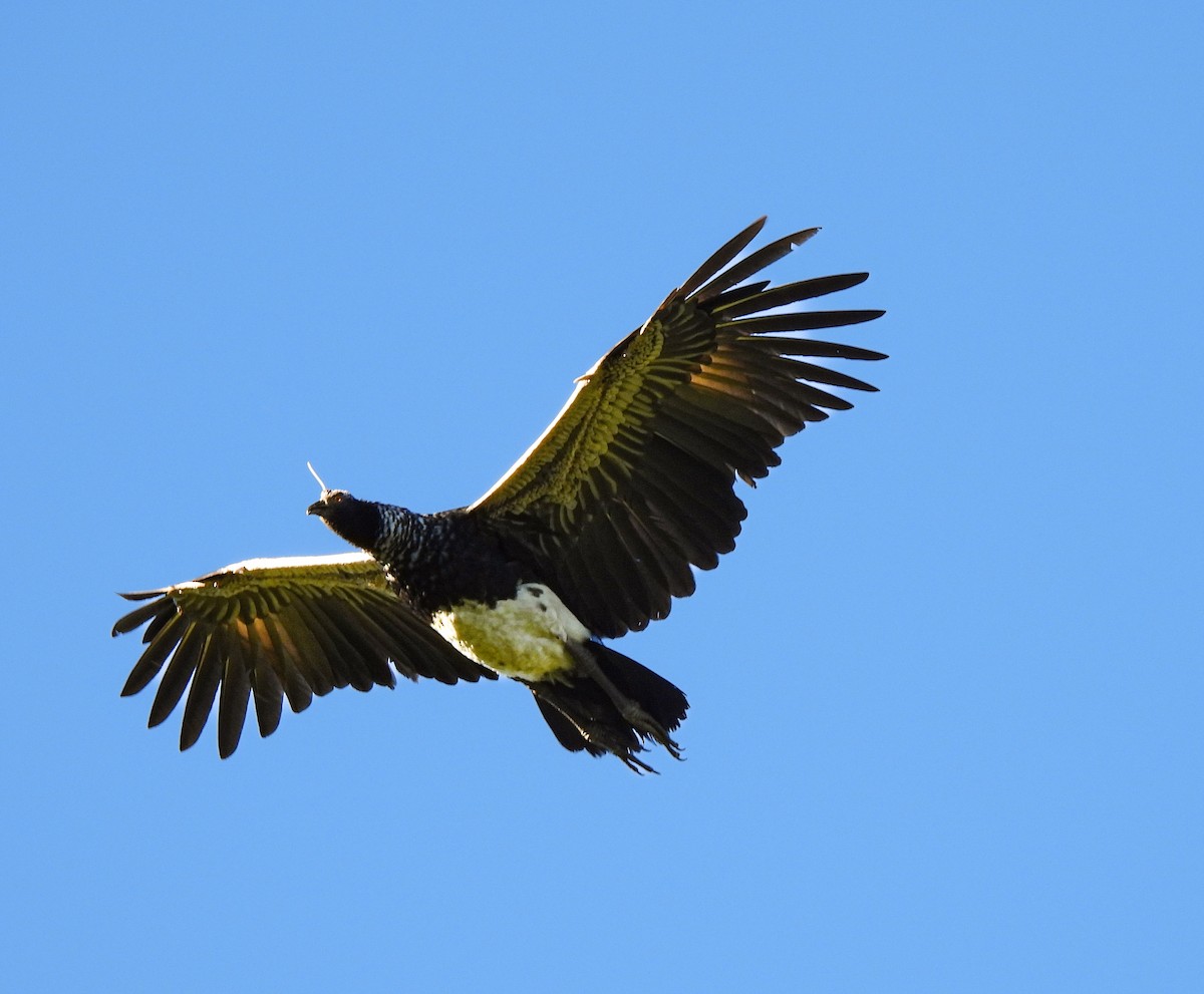 Паламедея - ML635574809