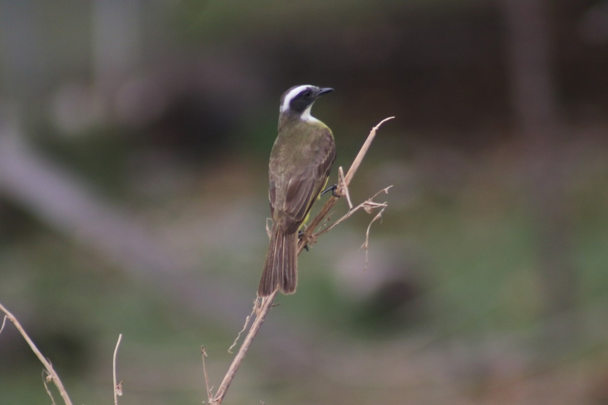 Social Flycatcher - ML635574846