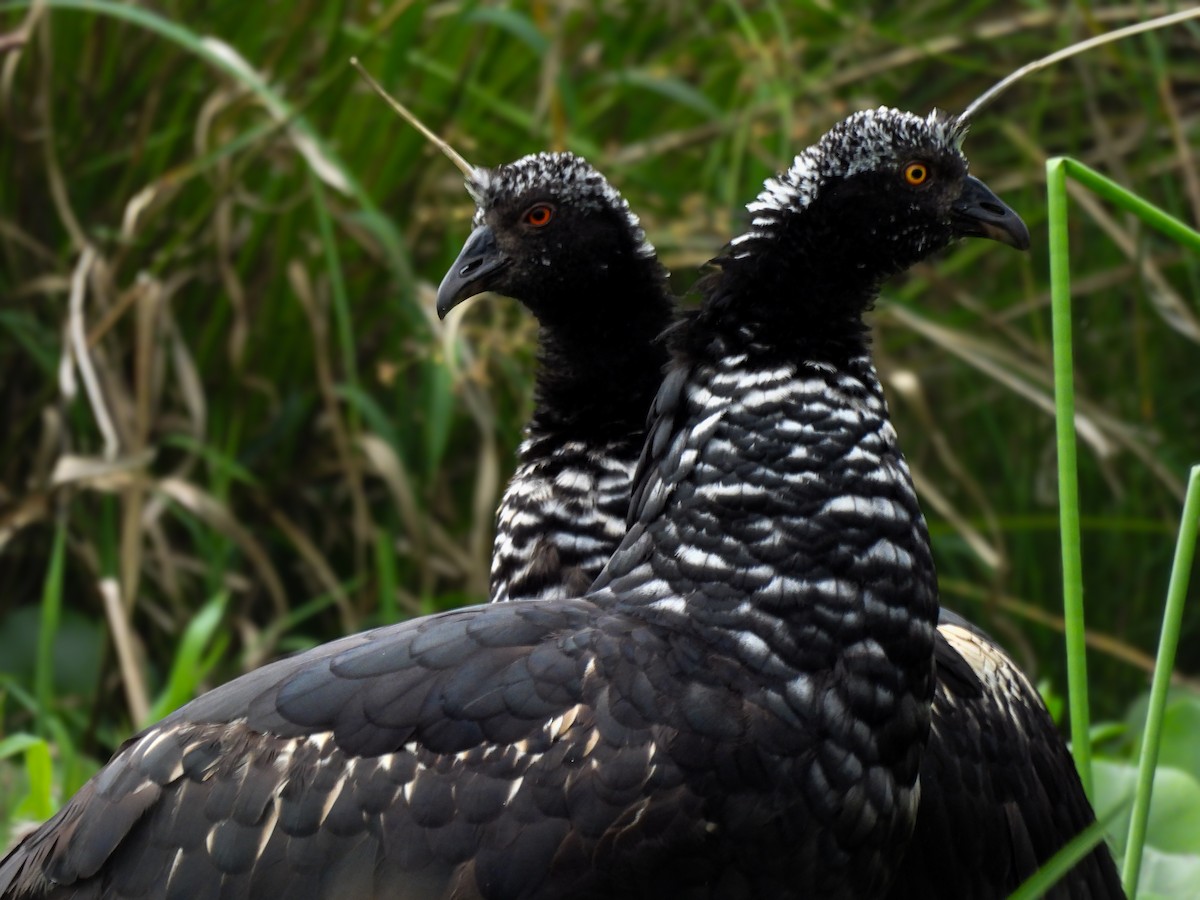 Паламедея - ML635574870