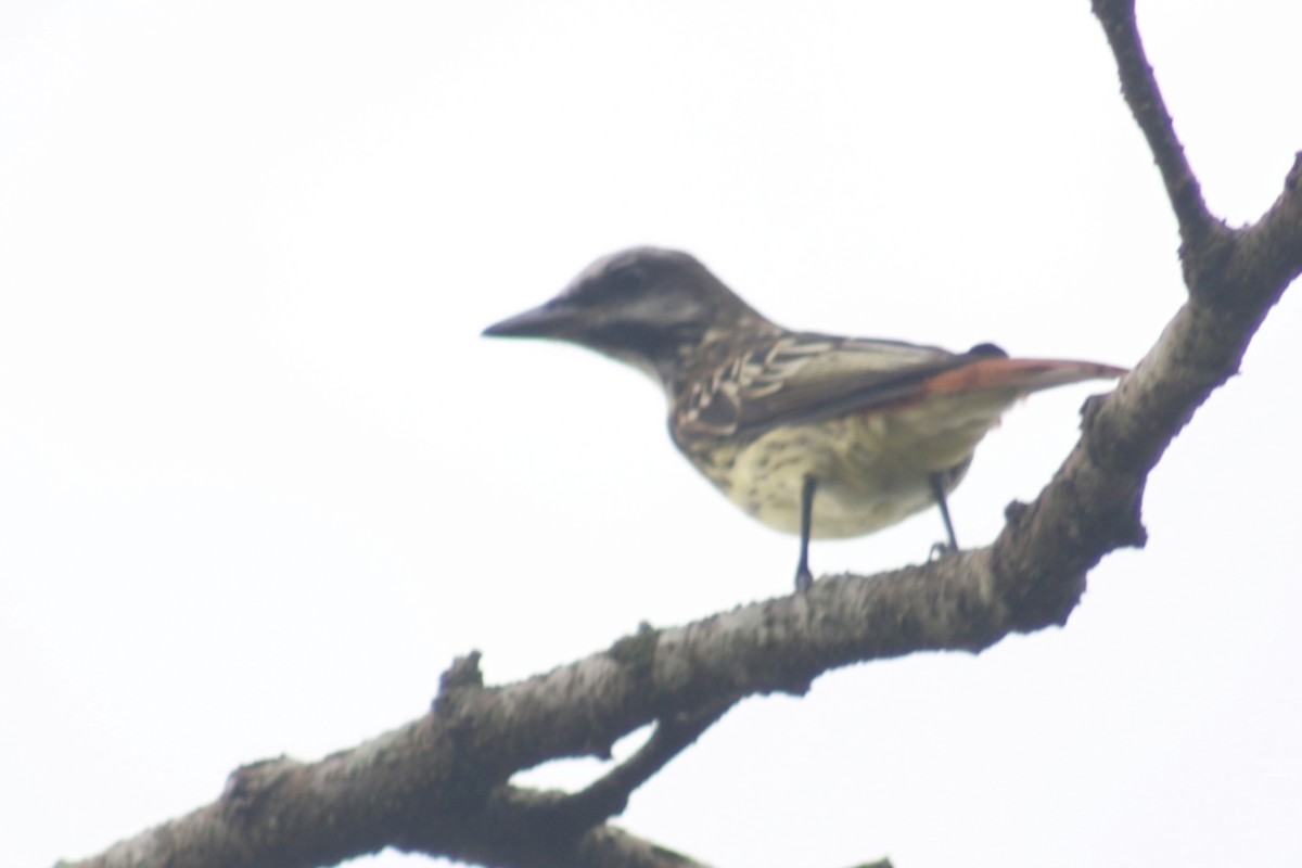Sulphur-bellied Flycatcher - ML635574879
