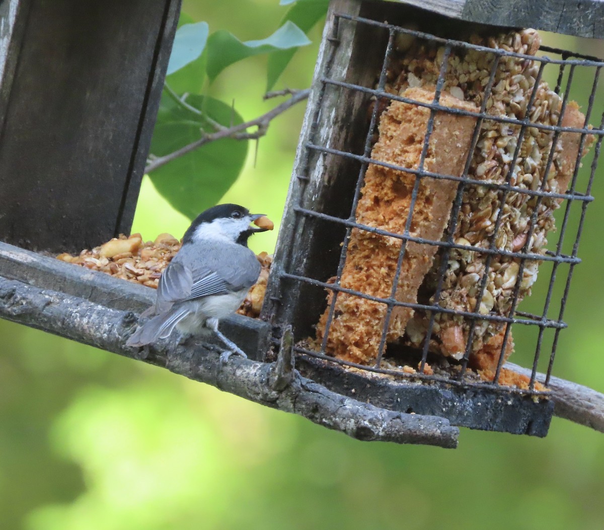 Carolina Chickadee - ML635574889