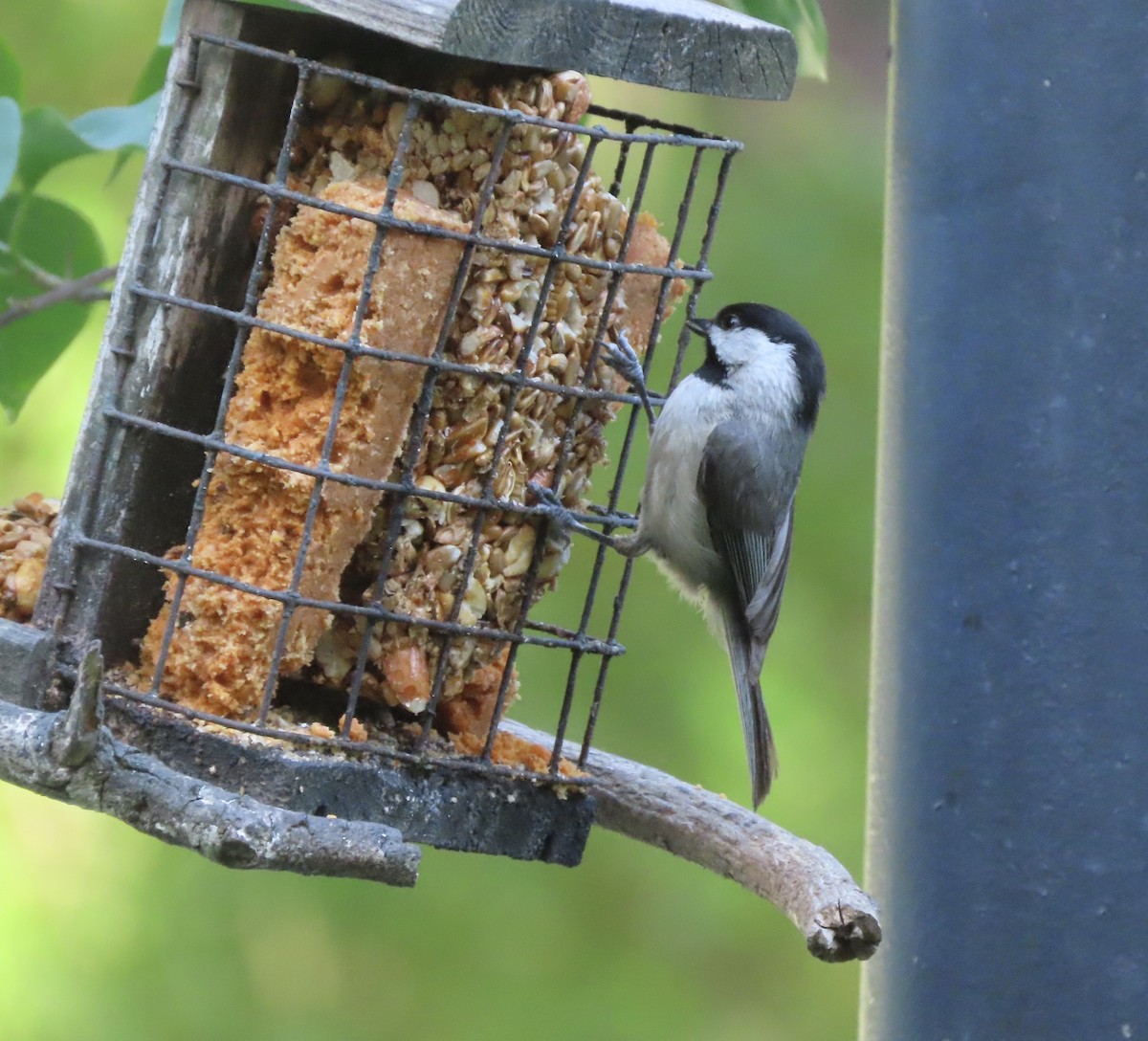 Carolina Chickadee - ML635574890