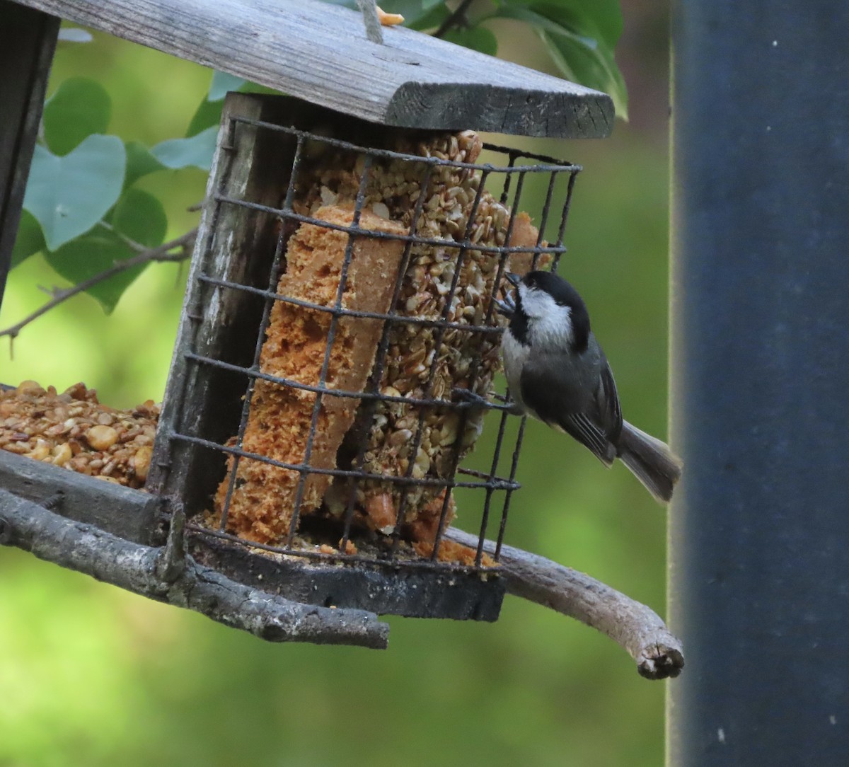 Carolina Chickadee - ML635574891