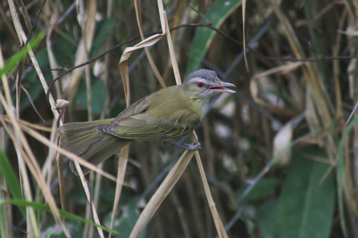 Yellow-green Vireo - ML635574903