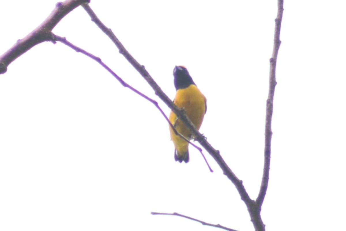 Scrub Euphonia - ML635574971