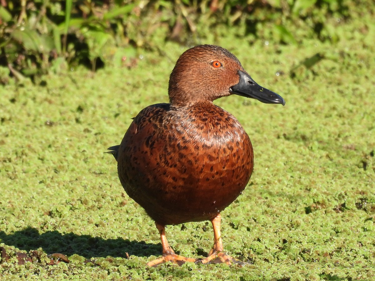 Чирянка руда - ML635574977