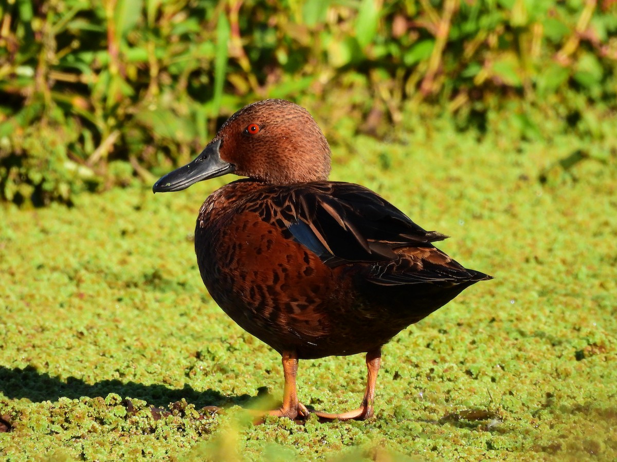 Чирянка руда - ML635574978