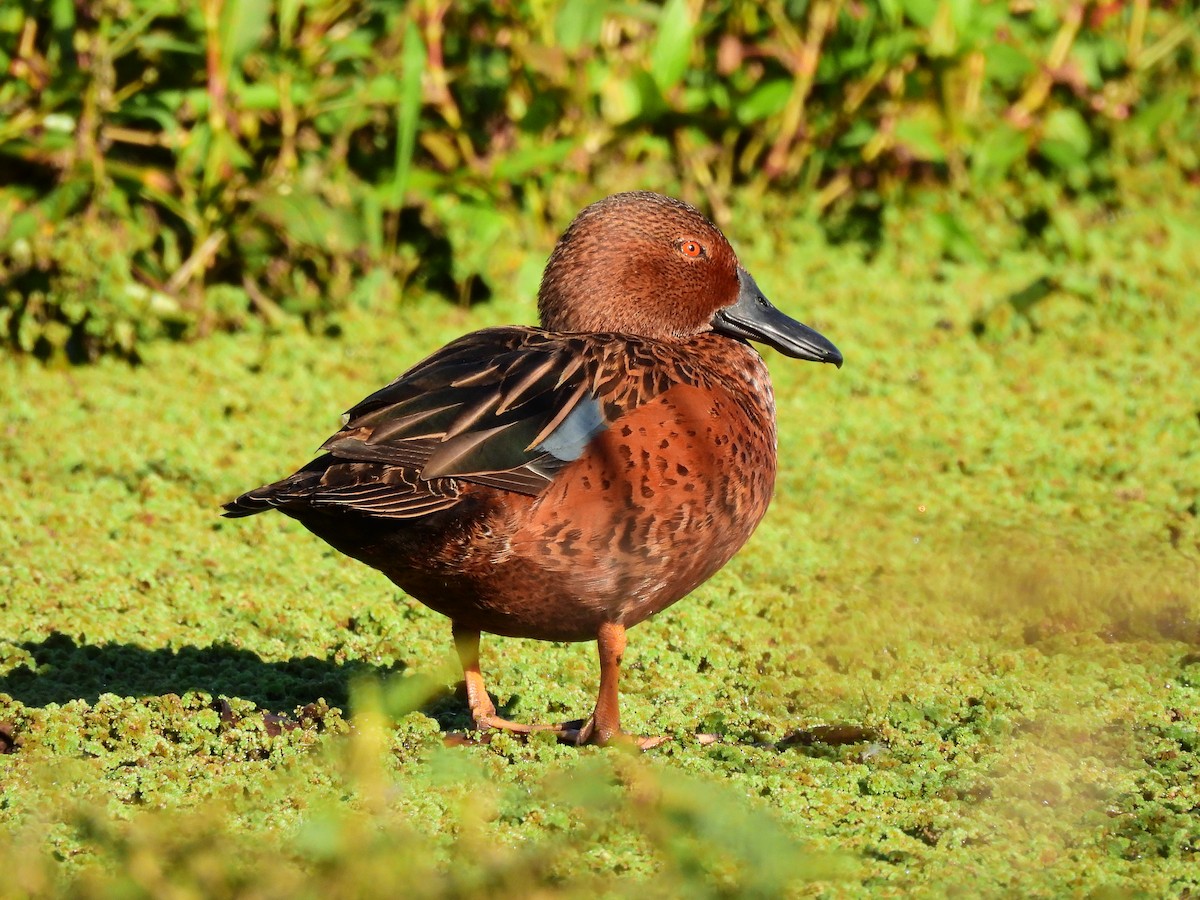 Чирянка руда - ML635574981