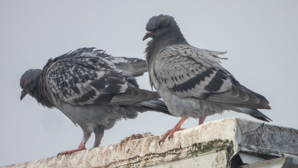 Rock Pigeon (Feral Pigeon) - ML635574987