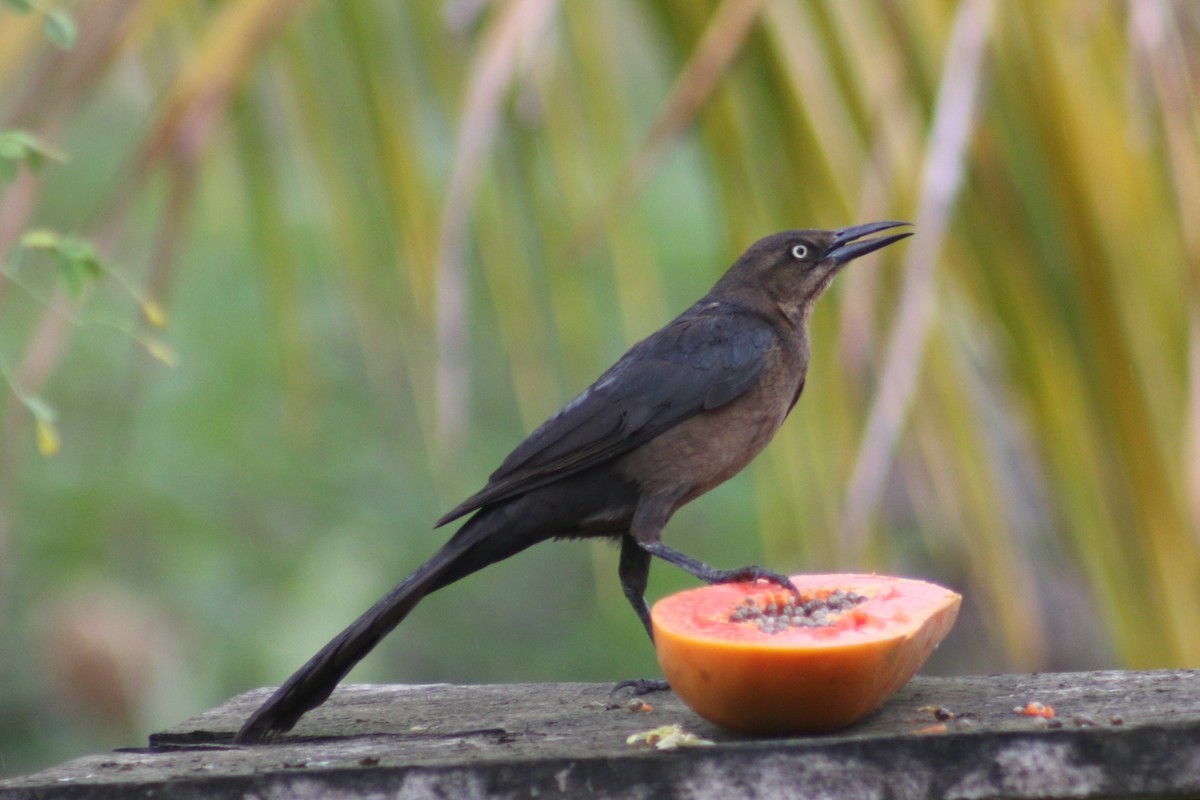 Great-tailed Grackle - ML635575022