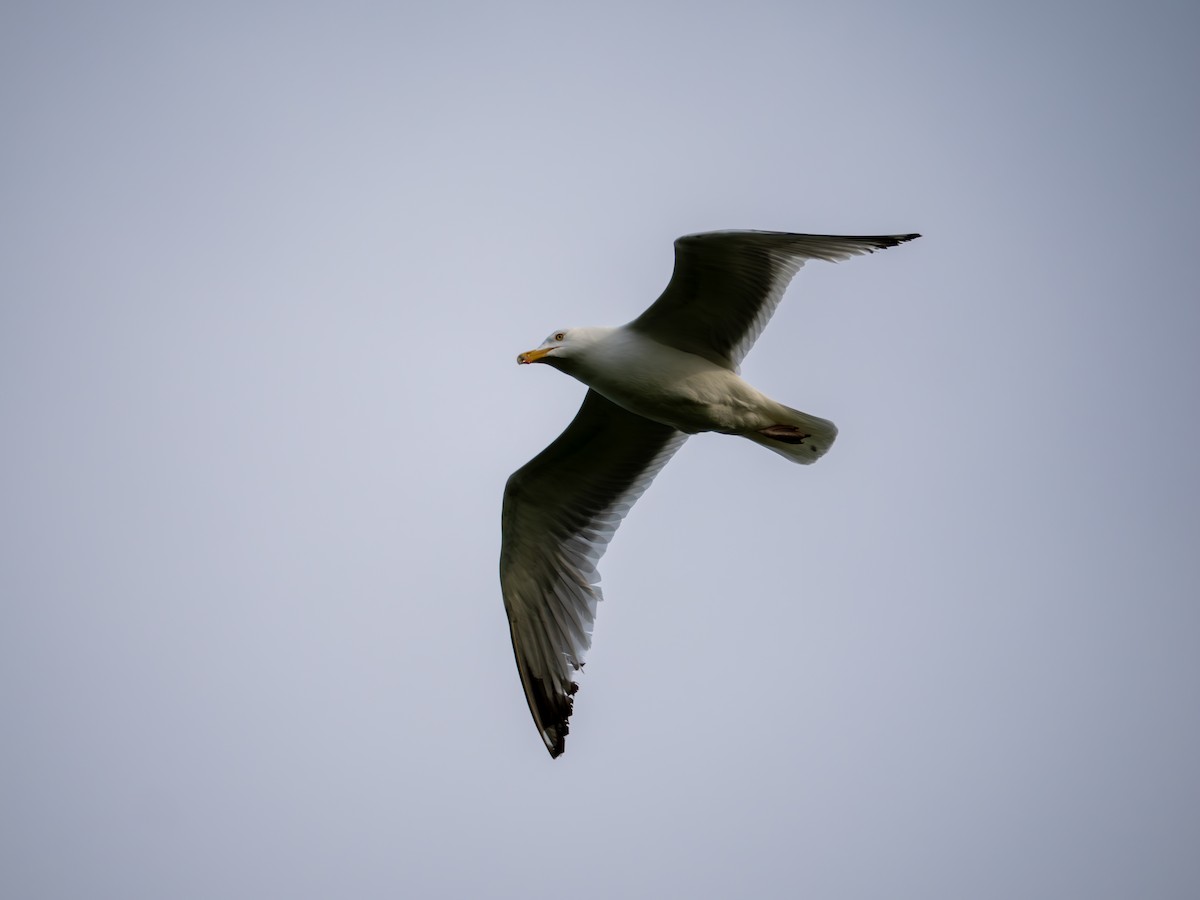 American Herring Gull - ML635575027