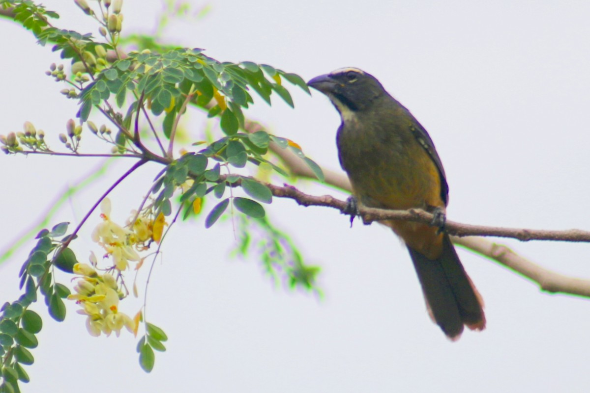 Cinnamon-bellied Saltator - ML635575072