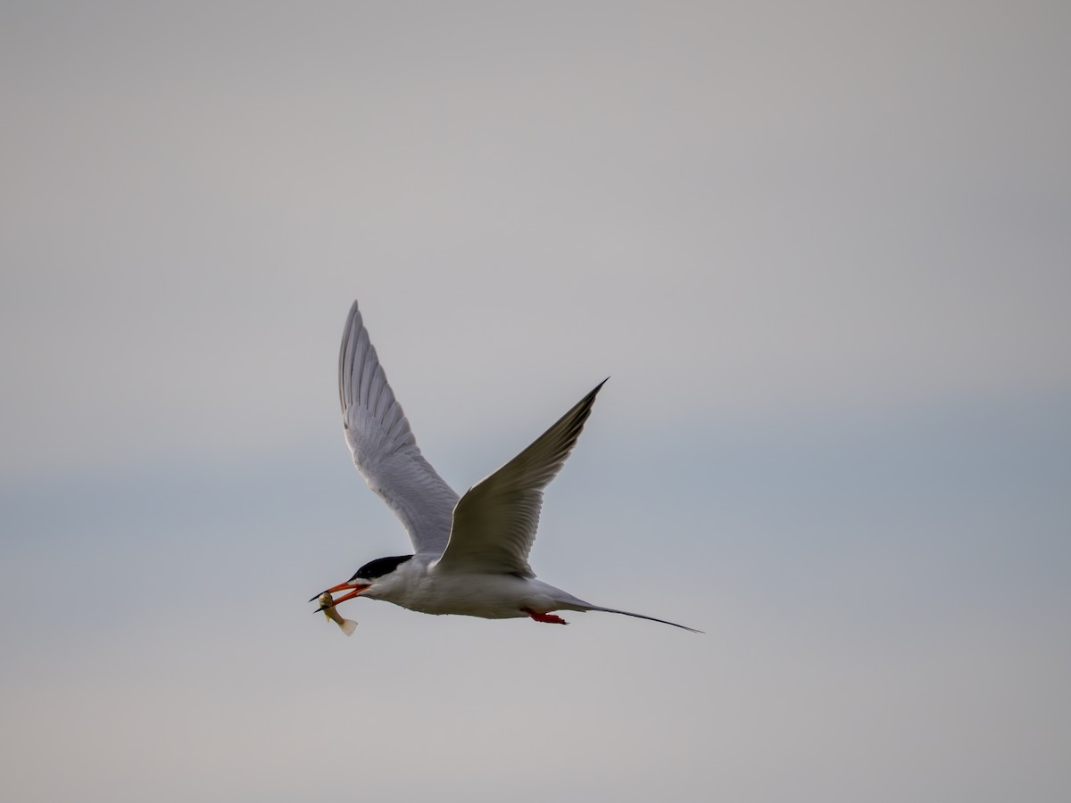 Forster's Tern - ML635575102