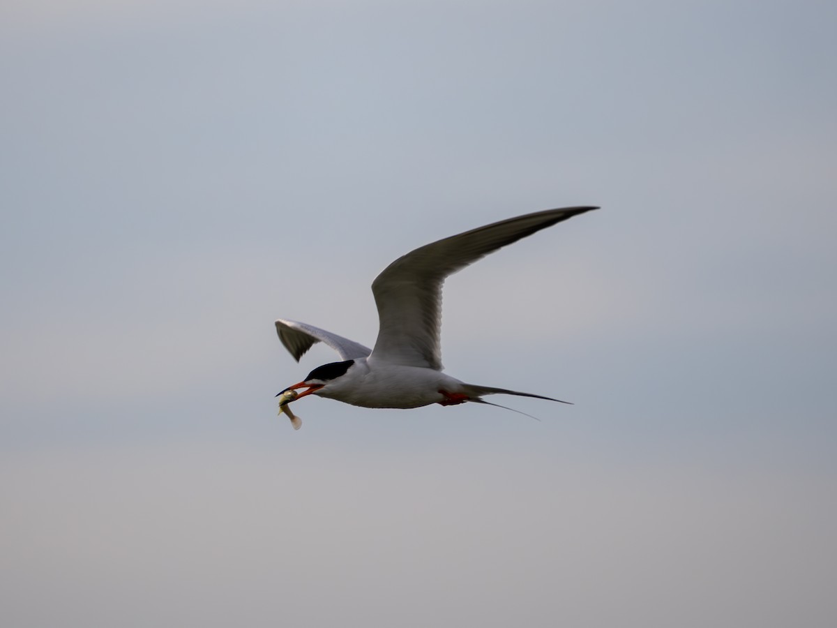 Forster's Tern - ML635575107