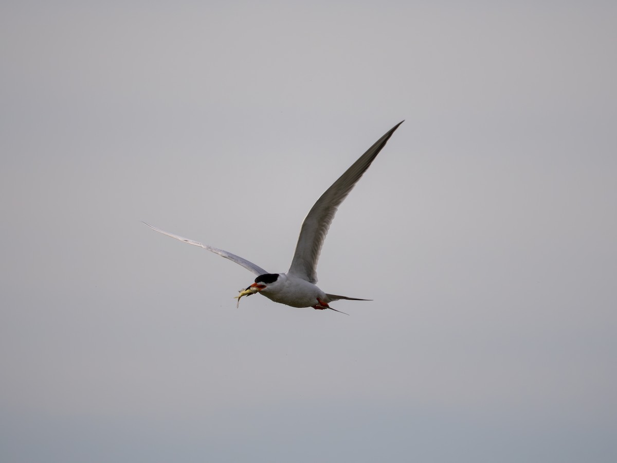 Forster's Tern - ML635575110