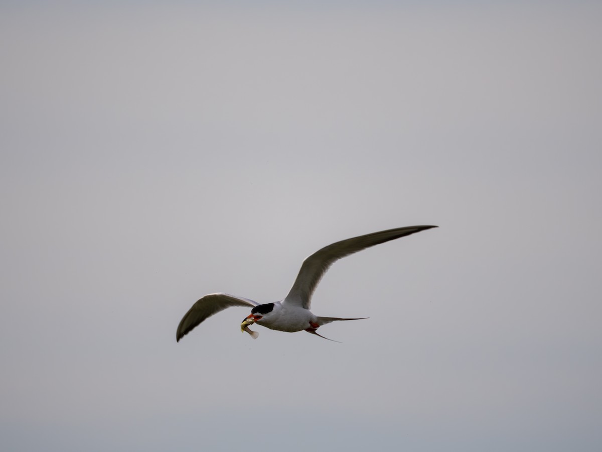 Forster's Tern - ML635575119