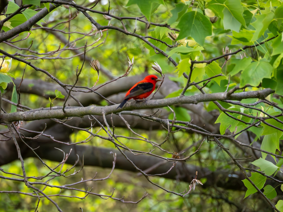 Scarlet Tanager - ML635575133