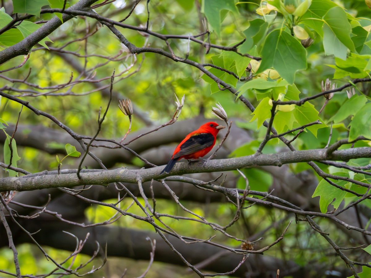 Scarlet Tanager - ML635575154