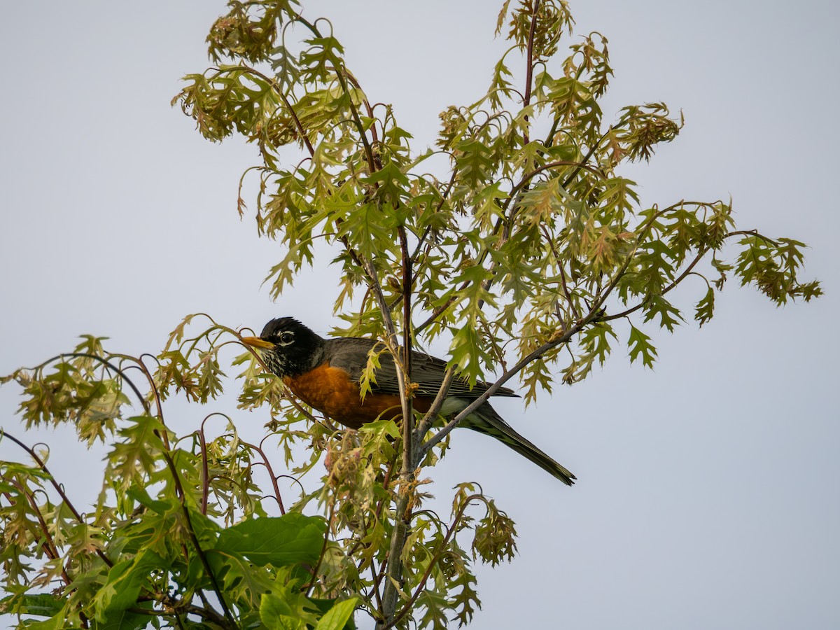 American Robin - ML635575163
